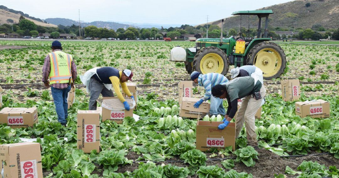 Un grupo de jornaleros trabaja en el campo