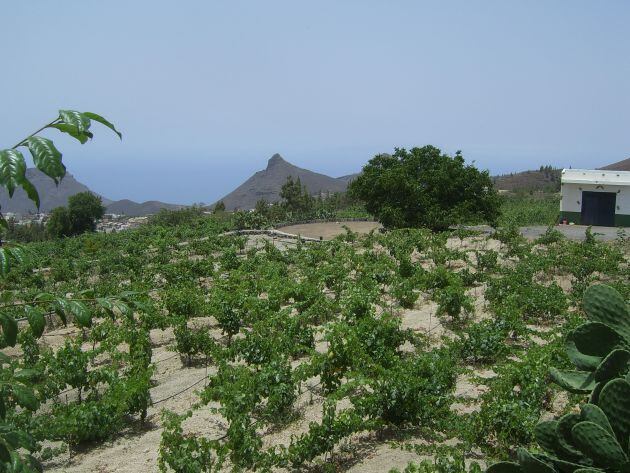 Bodegas Reveron, en Tenerife