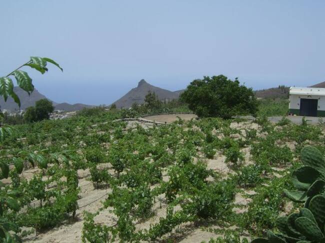 Bodegas Reveron, en Tenerife
