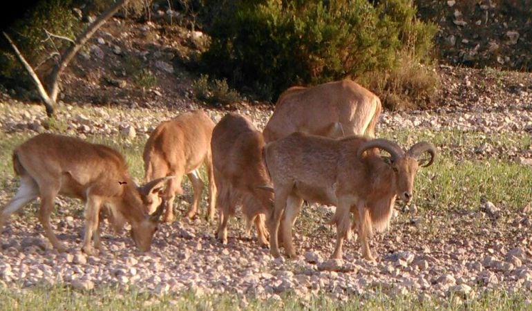 Grupo de arruís