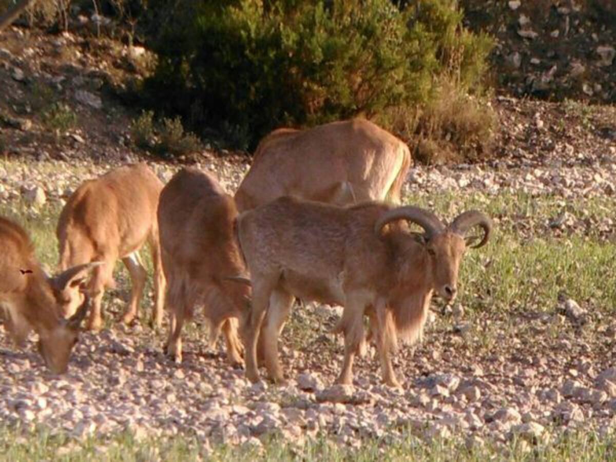 Los cazadores piden que se defienda el arruí en Alicante