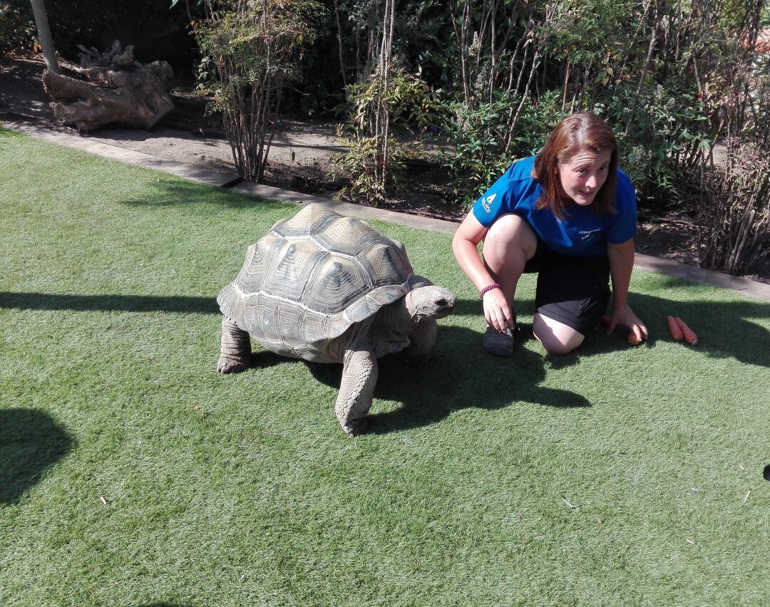 Tortuga gigante de Aldabra con una de sus cuidadoras