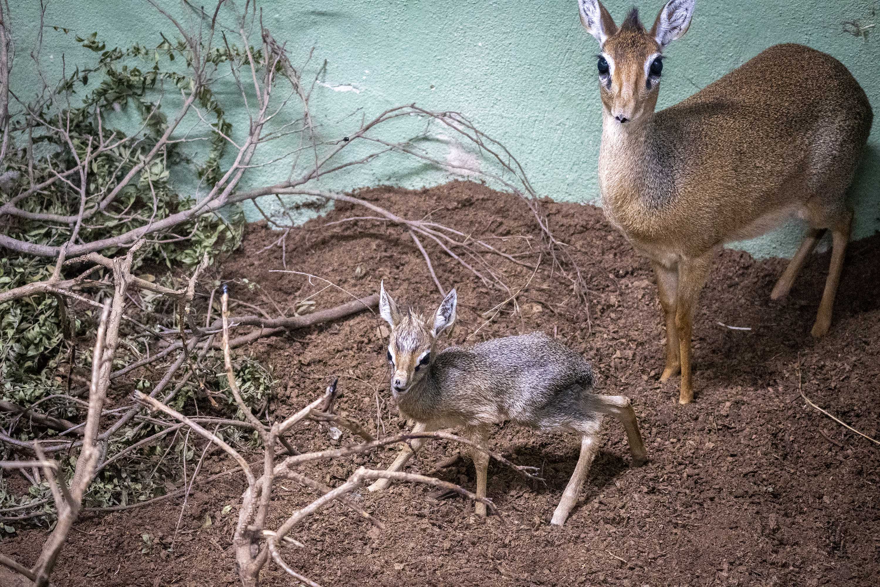 Dik Dik de Kirk recién nacido en BIOPARC Valencia