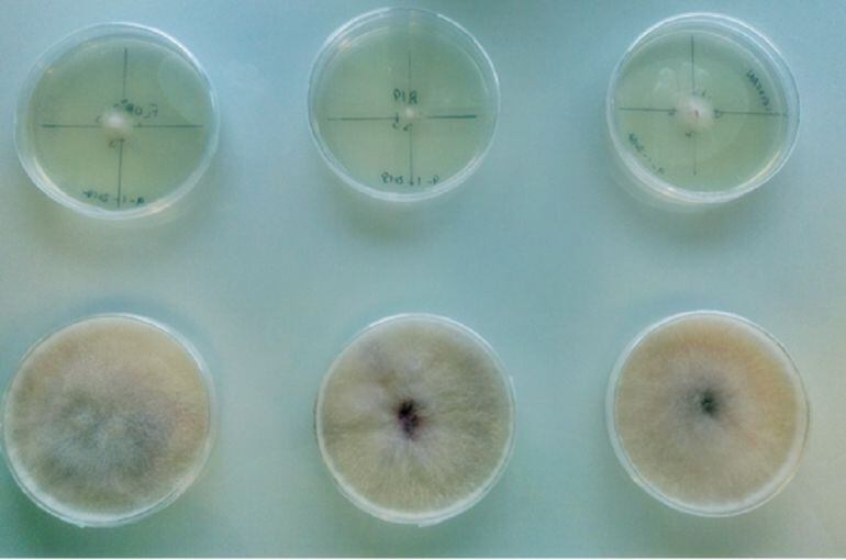 Cepas del hongo Fusarium circinatum creciendo en medio de cultivo para la posterior extracción de ARN