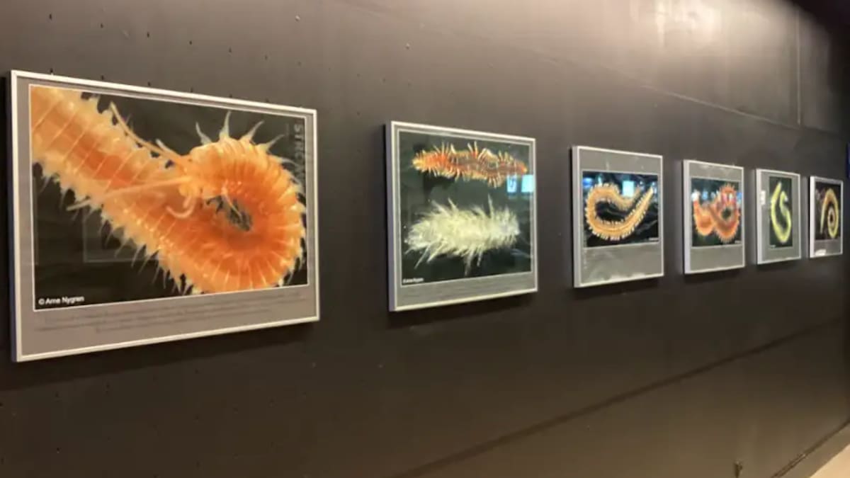 Los gusanos marinos, nuevos protagonistas en el Aquarium