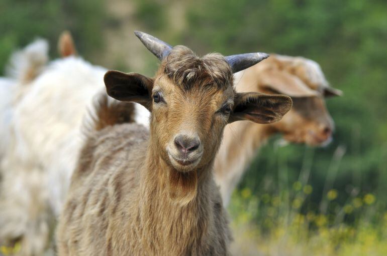 Rebaño de cabras