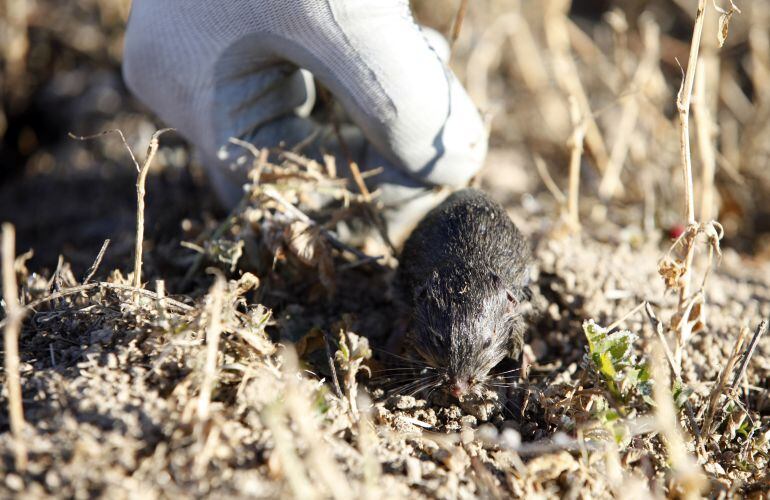 Ejemplar de topillo en los campos de La Moraña, en Ávila