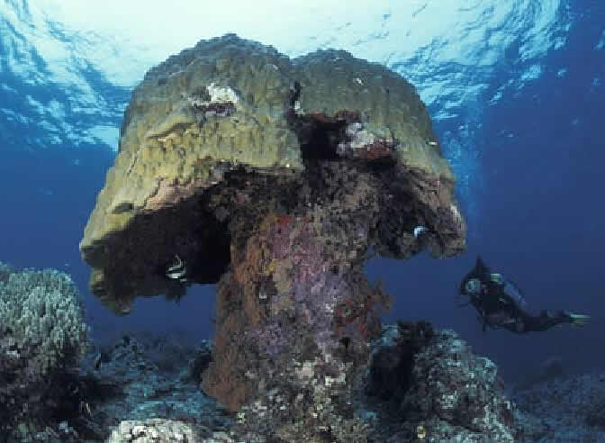 El crecimiento de la Gran Barrera de Coral de Australia, una de las de mayor riqueza biológica del mundo, ha descendido un 14% durante los últimos 19 años, por lo que su supervivencia está en peligro, según un estudio del Instituto Australiano de Ciencias Marinas publicado este viernes.