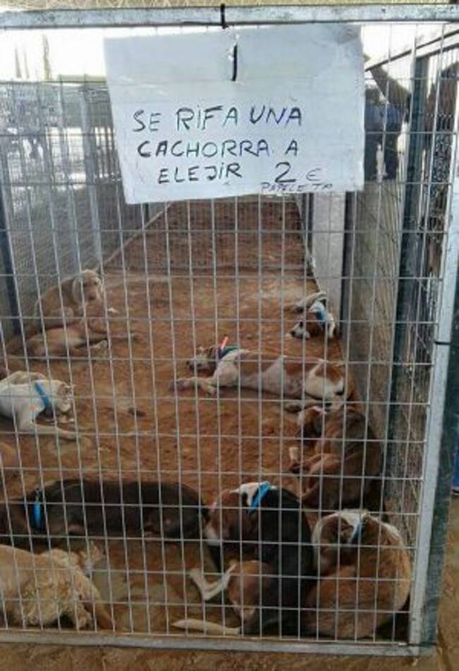 Perros en las jaulas de Ibercaza.