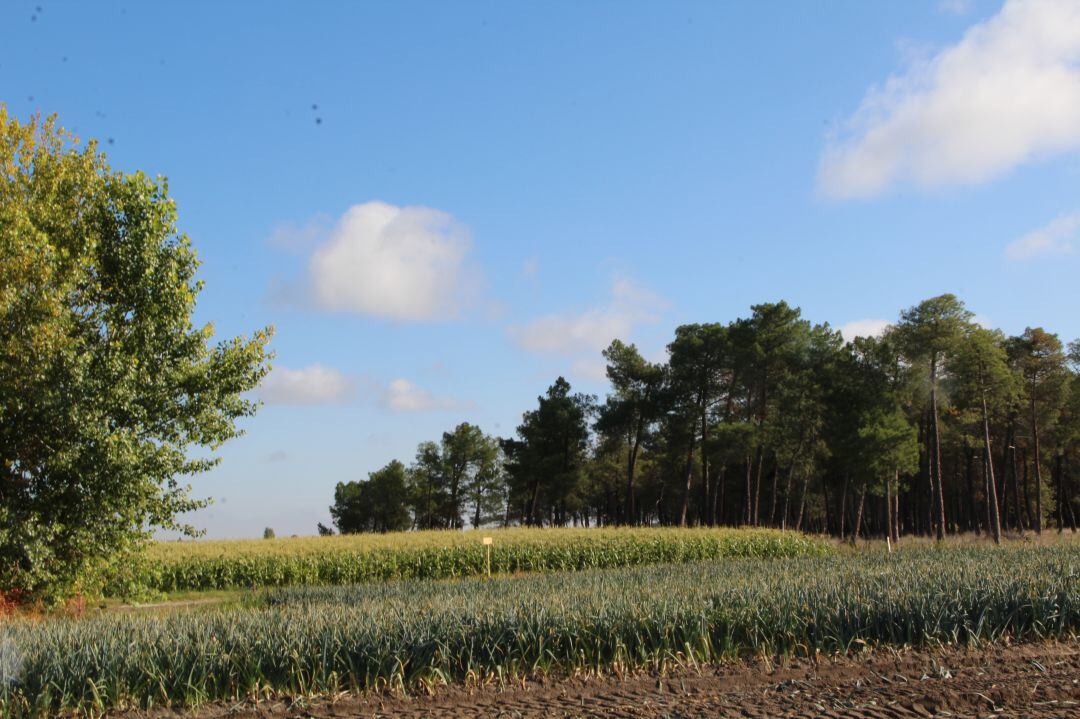 Campos de puerros y maiz