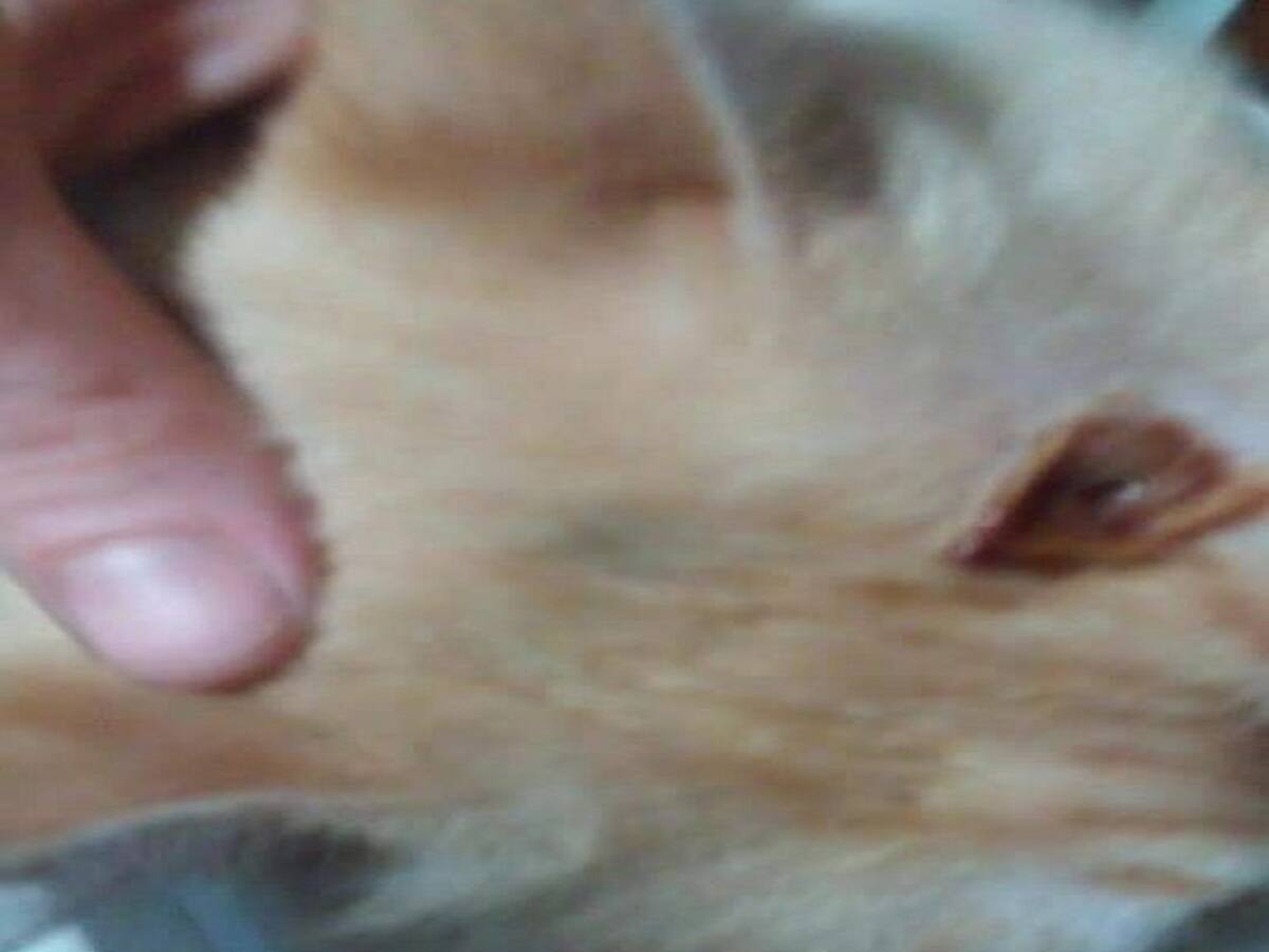 Aparece un gato con un tiro en la cabeza en el barrio e Santa María