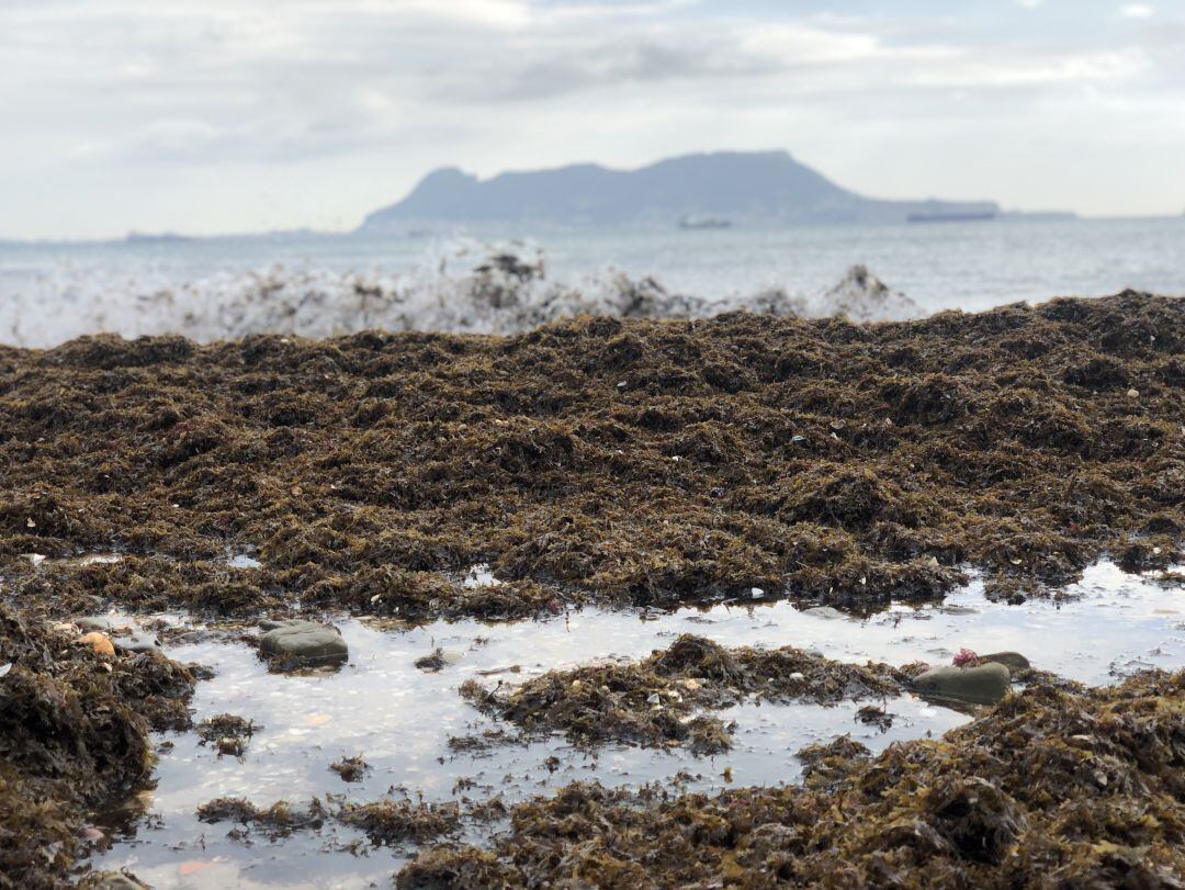 Algas invasoras en la playa Getares