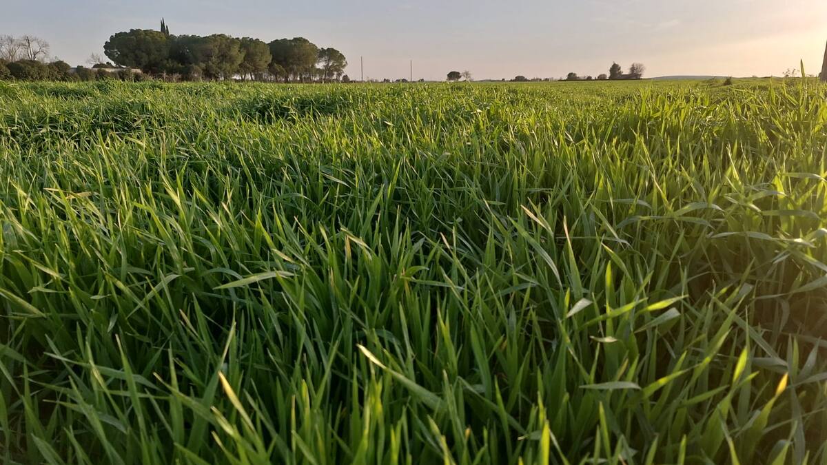 El agua de estos días beneficia a los cultivos de La Mancha