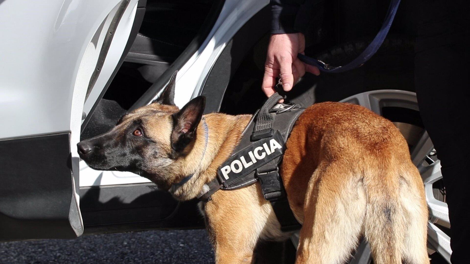 Perro Policía