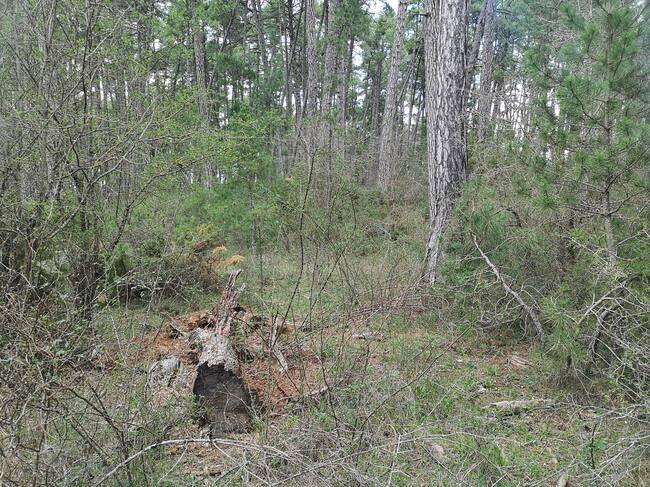 Un bosque mágico en la Parcela Reserva de los Palancares.