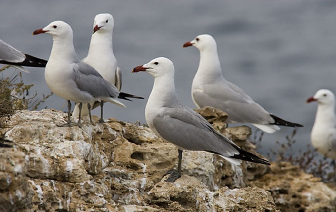 Imagen de varias gaviotas de la especie Audouin