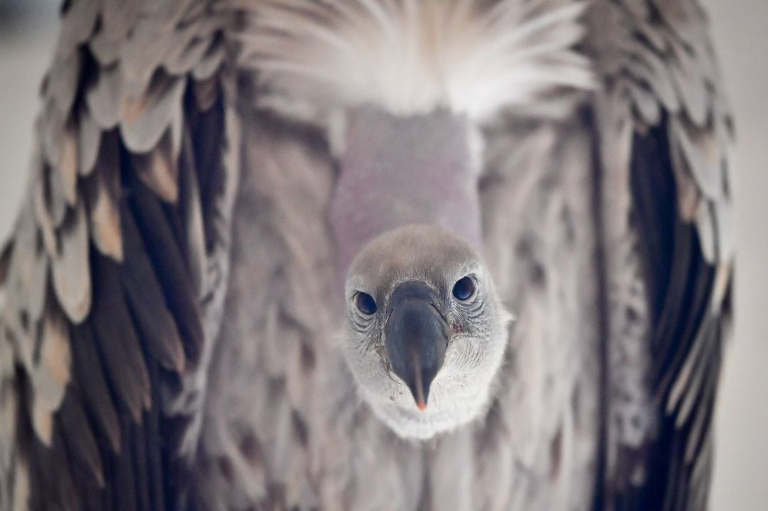 Fotografía de un Buitre de el &#039;Centre for Birds of Prey, Newent, Gloucestershire&#039;