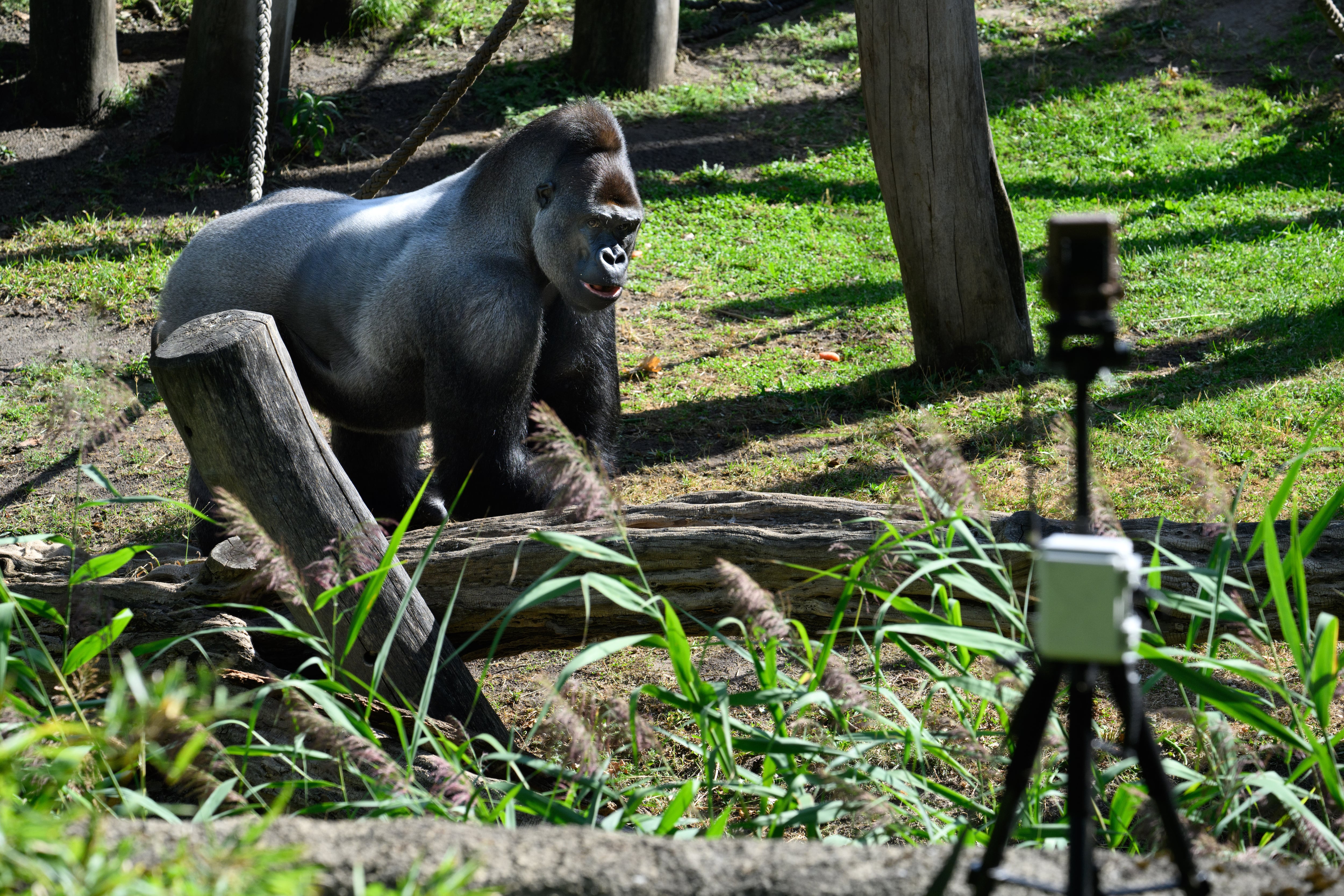 Una de las cámaras instaladas en el Zoo de Berlín hace un seguimiento continuo de los gorilas