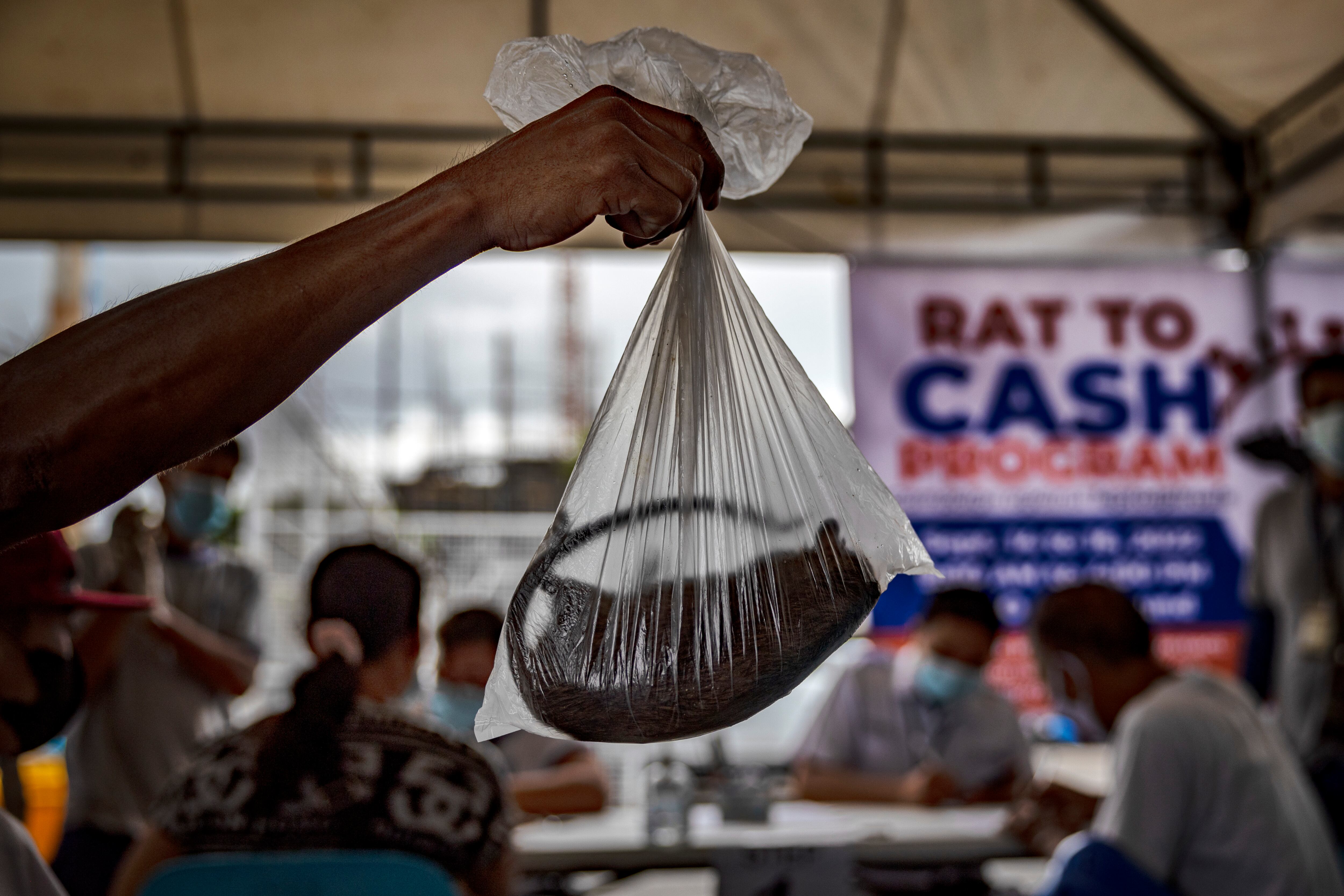 Un residente sostiene una bolsa de plástico que contiene una rata que entregará por dinero en efectivo, en la Oficina de Gestión Ambiental de la Ciudad (CEMO) el 15 de septiembre de 2022 en Marikina