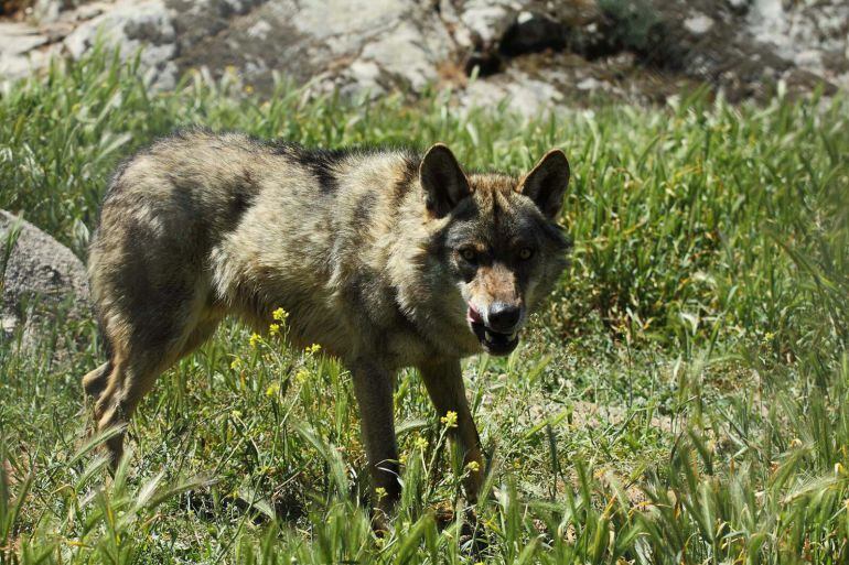 El lobo, de nuevo, en el punto de mira de las organizaciones agrarias