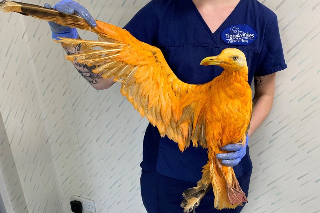 La gaviota naranja ha sido, sin duda alguna, una de las criaturas más extrañas que han llegado al centro.
