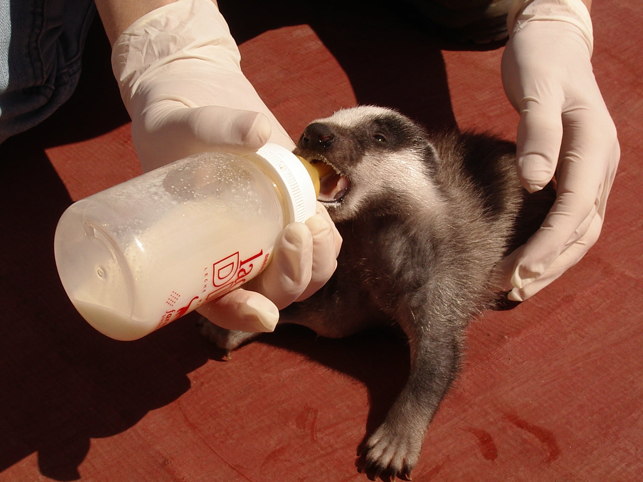 Un tejón bebé en el Centro de Recuperación de Fauna Salvaje de El Saler