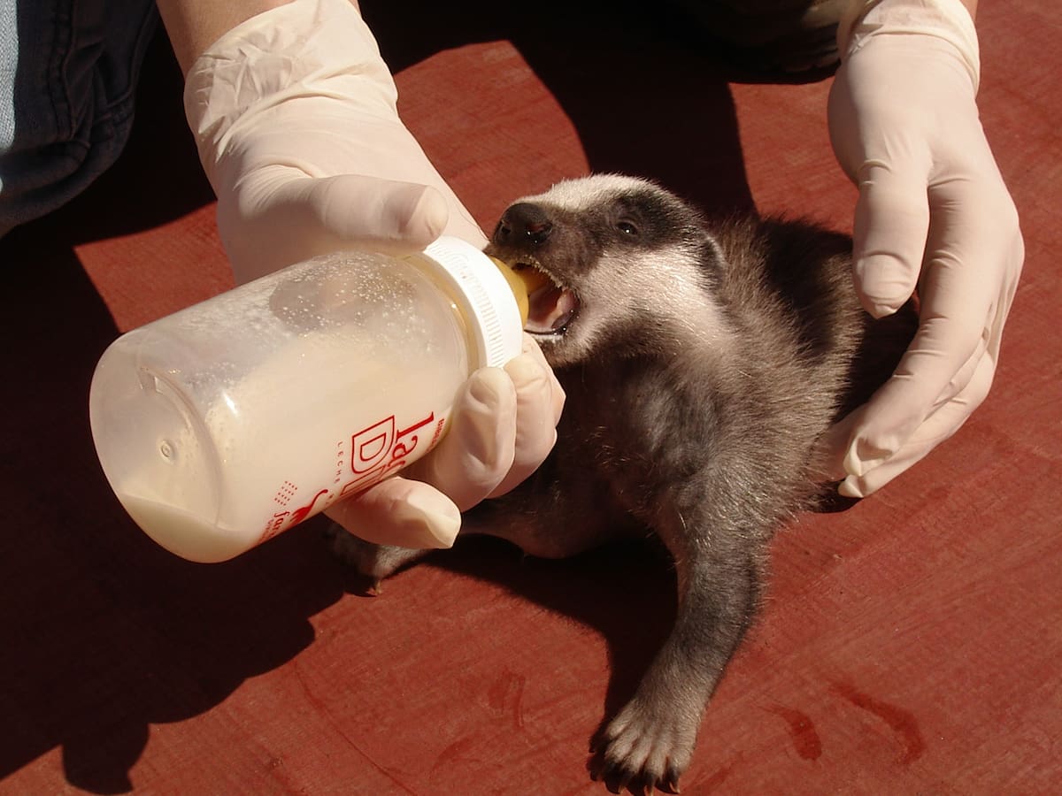 La Generalitat aumenta un 20% la atención a fauna salvaje en El Saler y supera los 9.300 animales en 2025