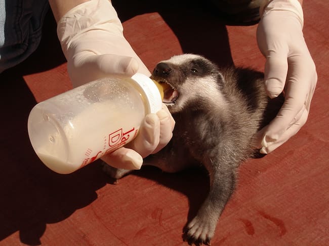 Un tejón bebé en el Centro de Recuperación de Fauna Salvaje de El Saler