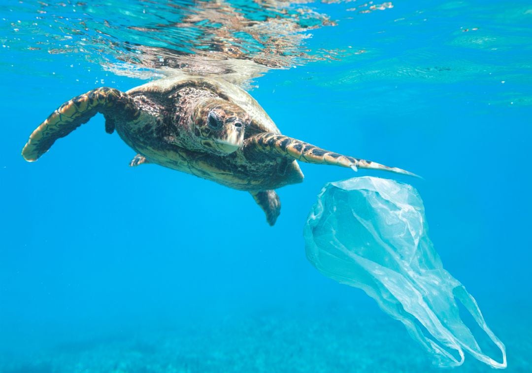 Tortuga marina junto a una bolsa de plástico.