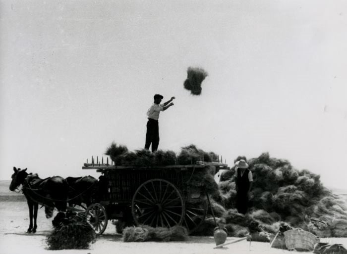 Descargando esparto de un carro. Albacete.