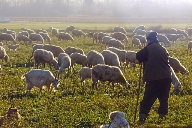 El módulo, titulado “Desarrollo rural de la Sierra de Guadarrama”, destinada a transmitir a los futuros pastores el papel de las organizaciones de desarrollo rural a nivel nacional y local