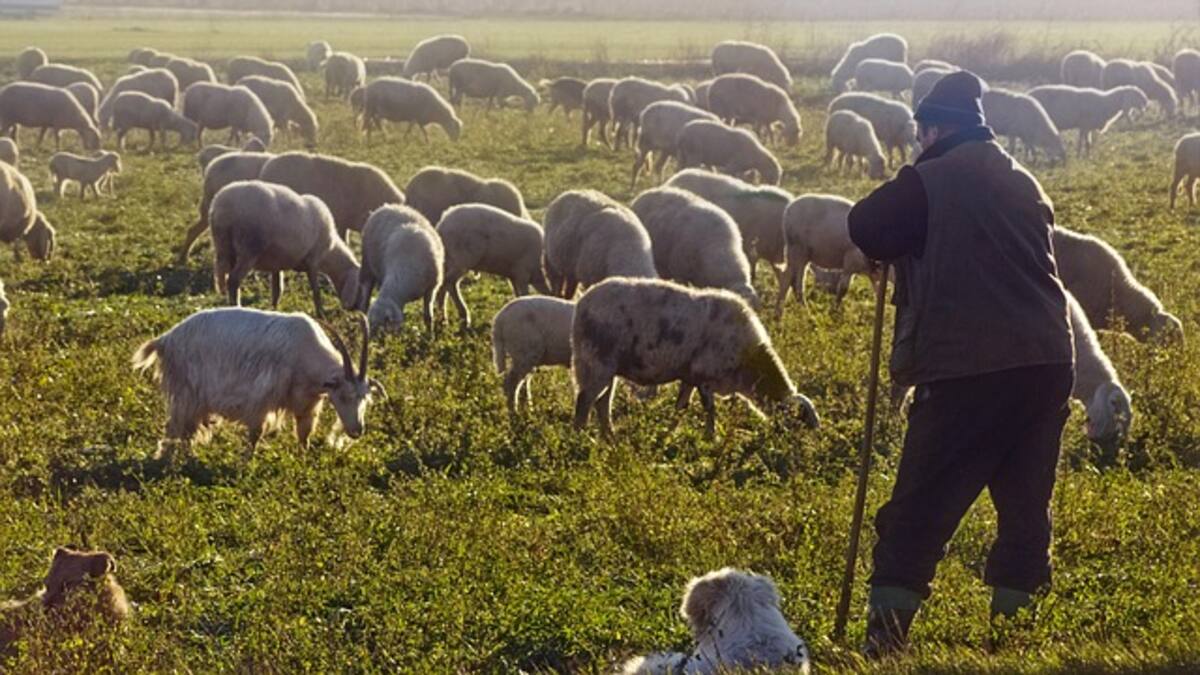La vida del pastor en el campo y la cultura popular ganadera de Cuenca