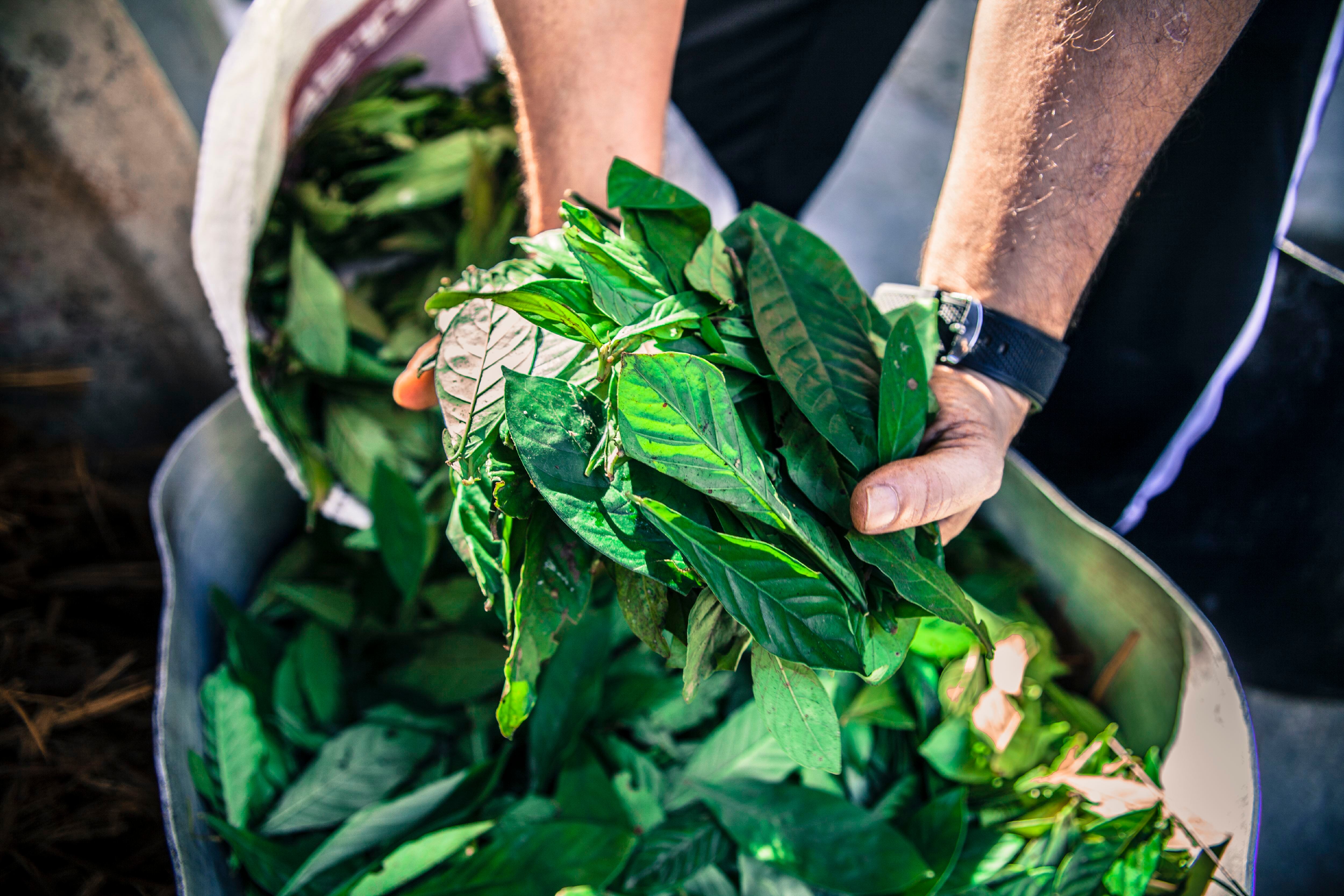 Leaves of the plant are prepared and cut for the preparation of Ayahuasca tea. (Photo by: Giulio Paletta/Education Images/Universal Images Group via Getty Images)