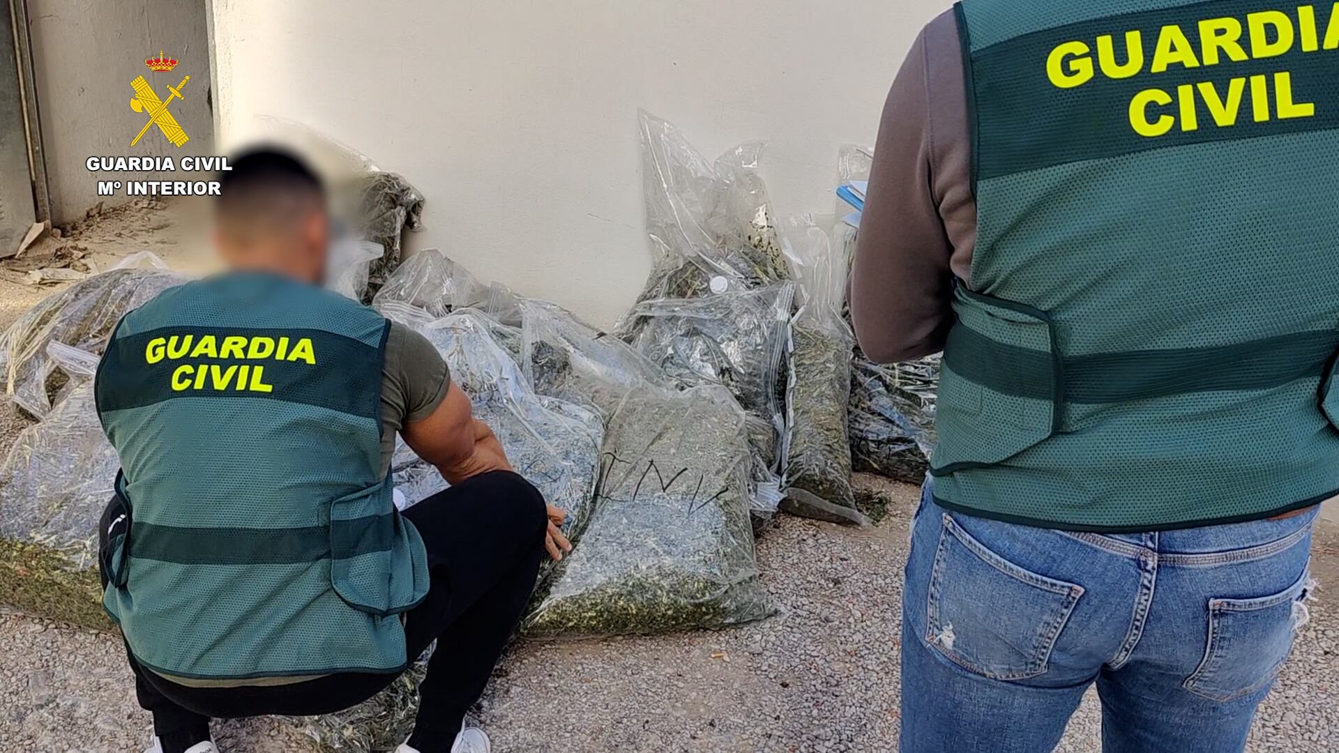 Operación contra el cultivo y tráfico de Marihuana en Valencia