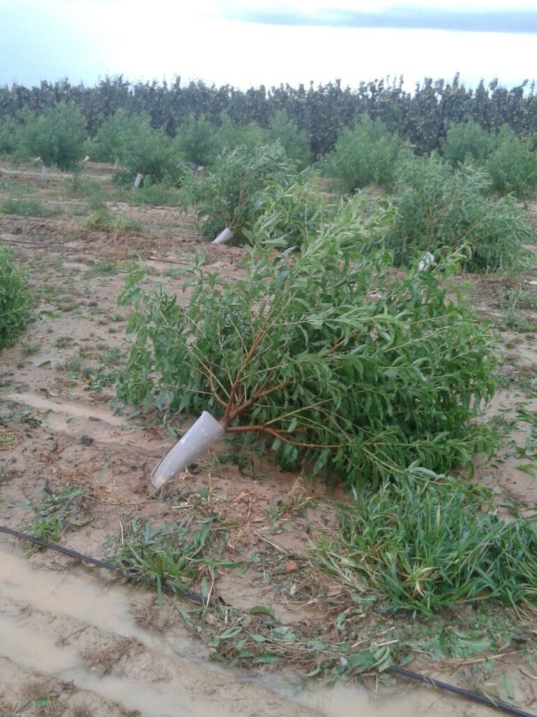 Efectos de la tormenta del pasado 31 de julio en una explotación de Fraga.