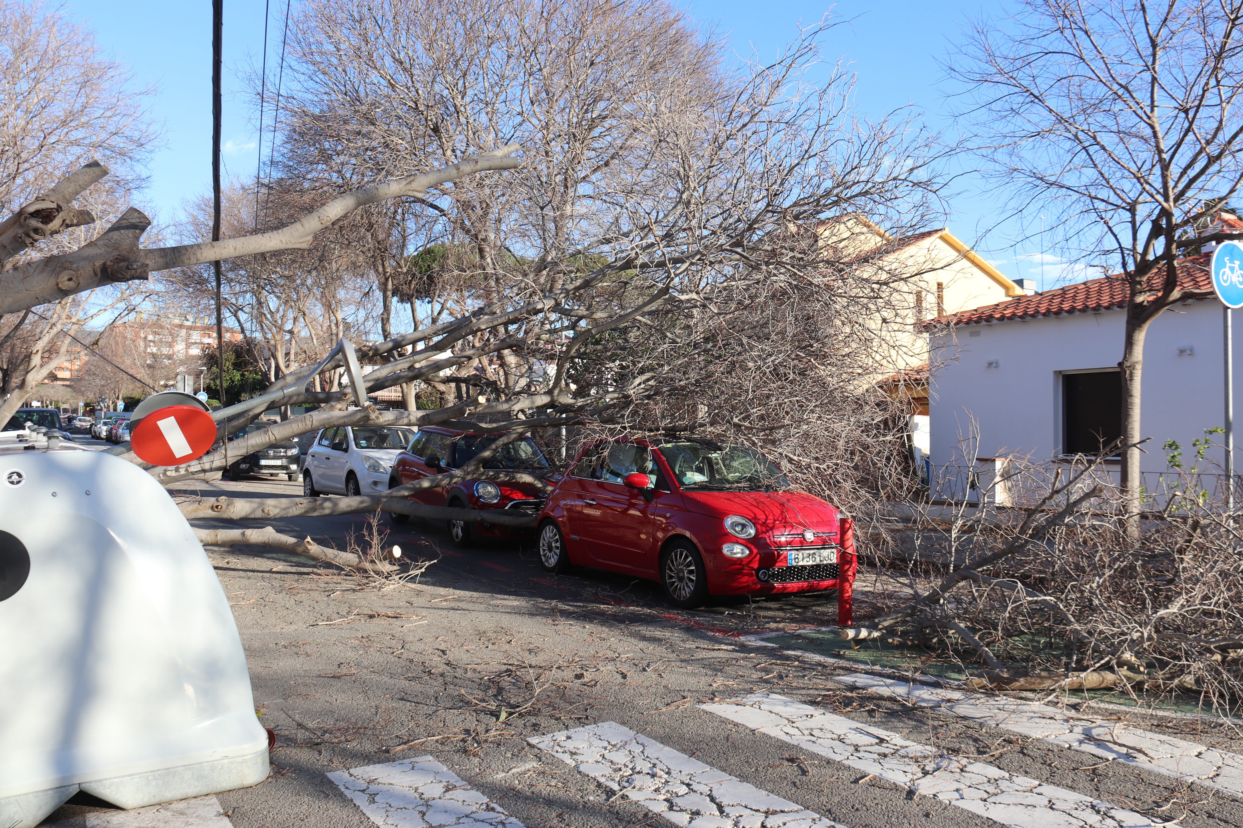 Arbres caiguts pel vent damunt de cotxes a Premià de Mar