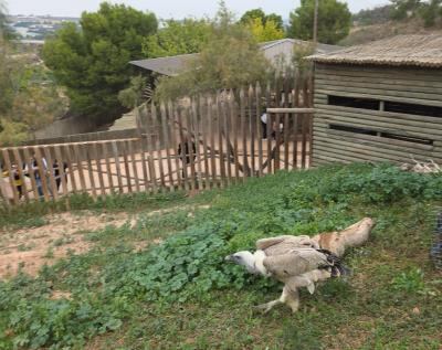 Buitre Leonado en Terra Natura