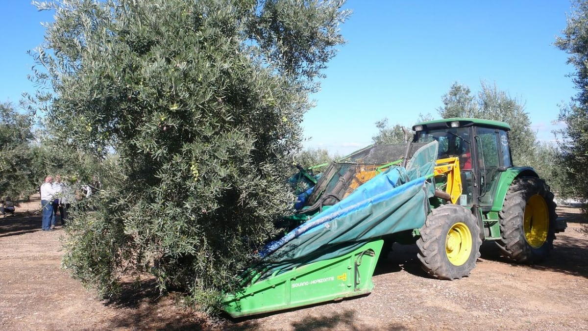 Imagen de archivo de un tractor en la campaña de recolección de aceituna