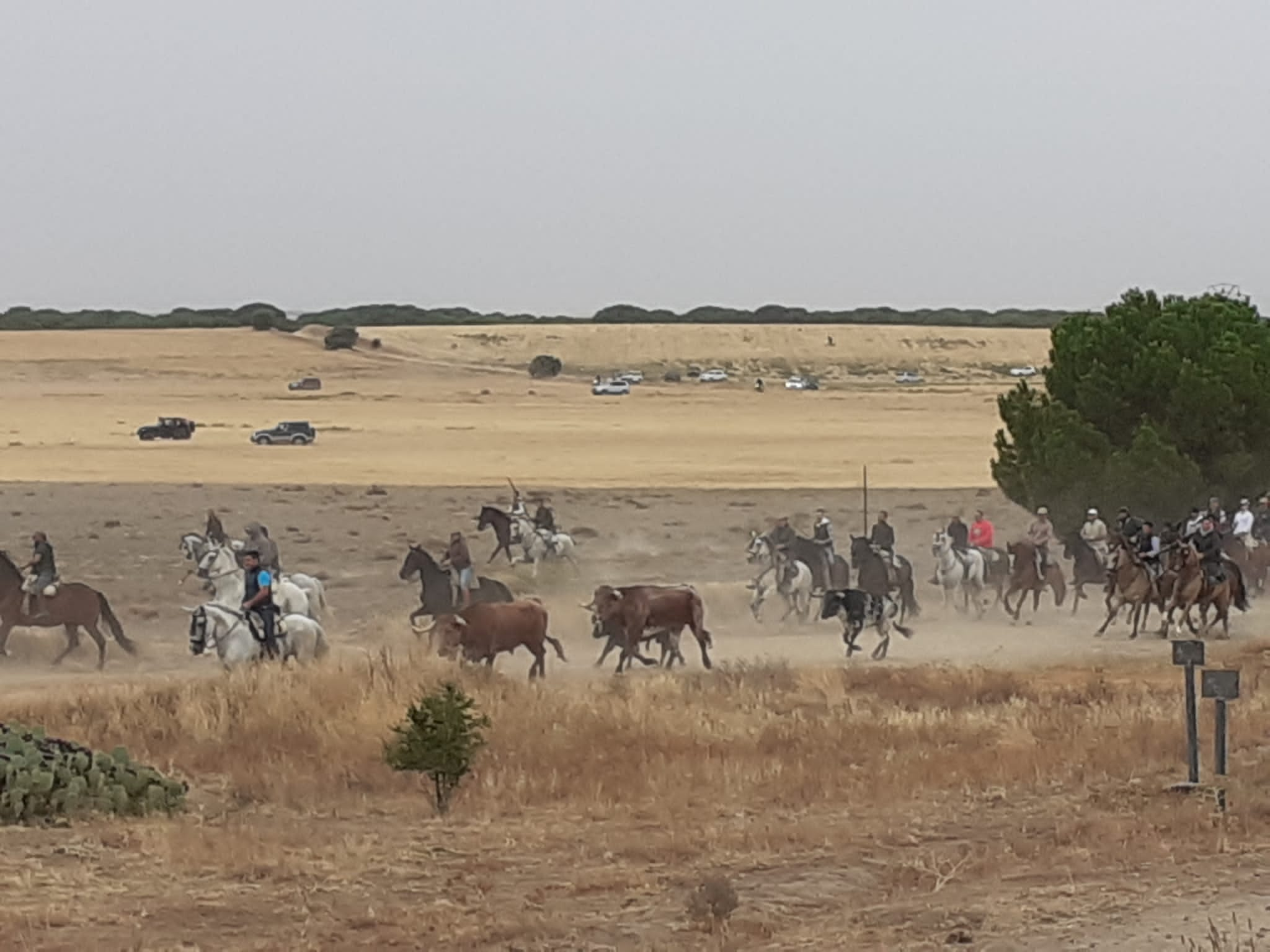 Imagen del último encierro de las Fiestas de San Antolín en Medina del Campo