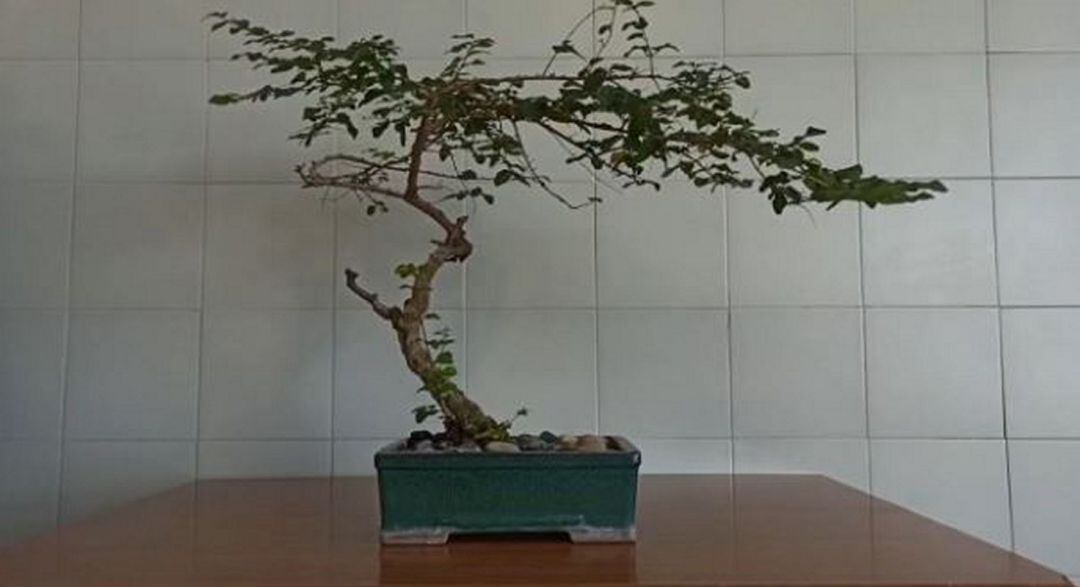 Imagen del vídeo ganador del colegio Las Colinas