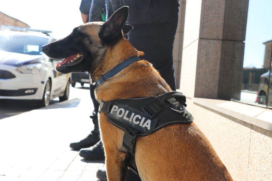 Perro adiestrado en la lucha contra el tráfico de drogas