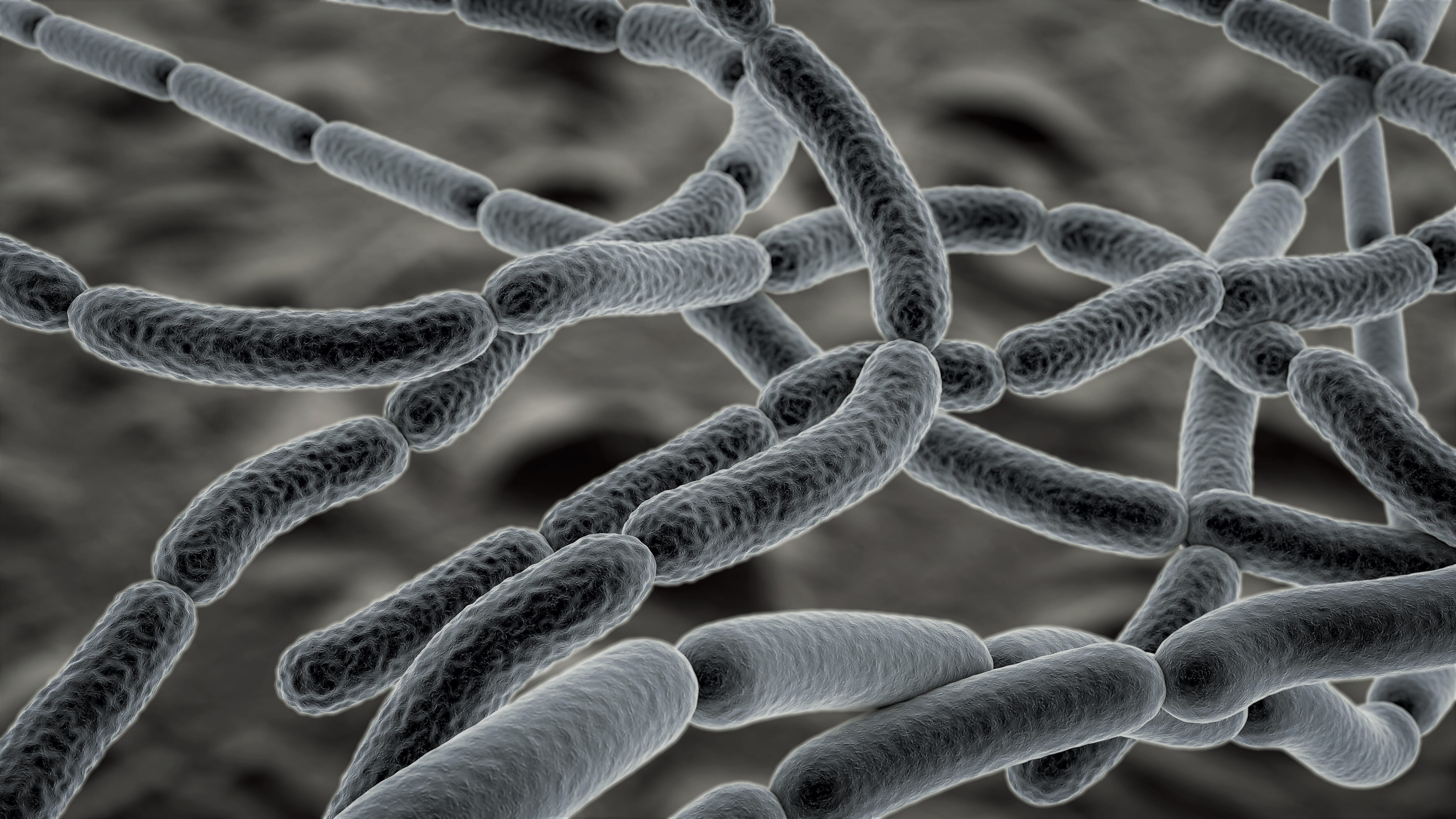 Imagen de archivo de una bacteria