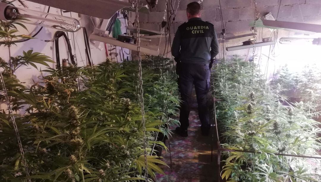 Un agente de la Guardia Civil examina la plantación de marihuana.
