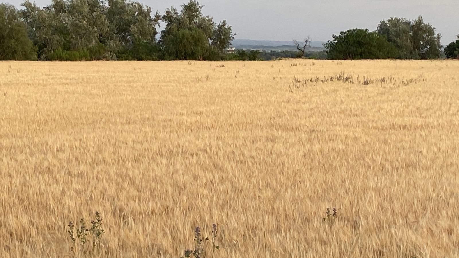 Un camp de cereals a la Noguera, aquests dies de maig