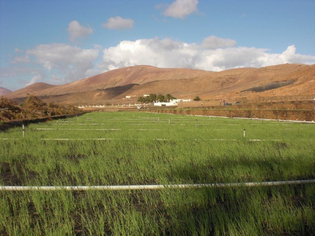 Terreno agrícola de Lanzarote.