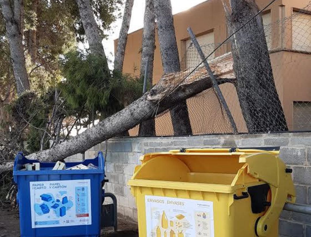 Uno de los árboles caídos estaba dentro de un colegio de Benifaraig. 