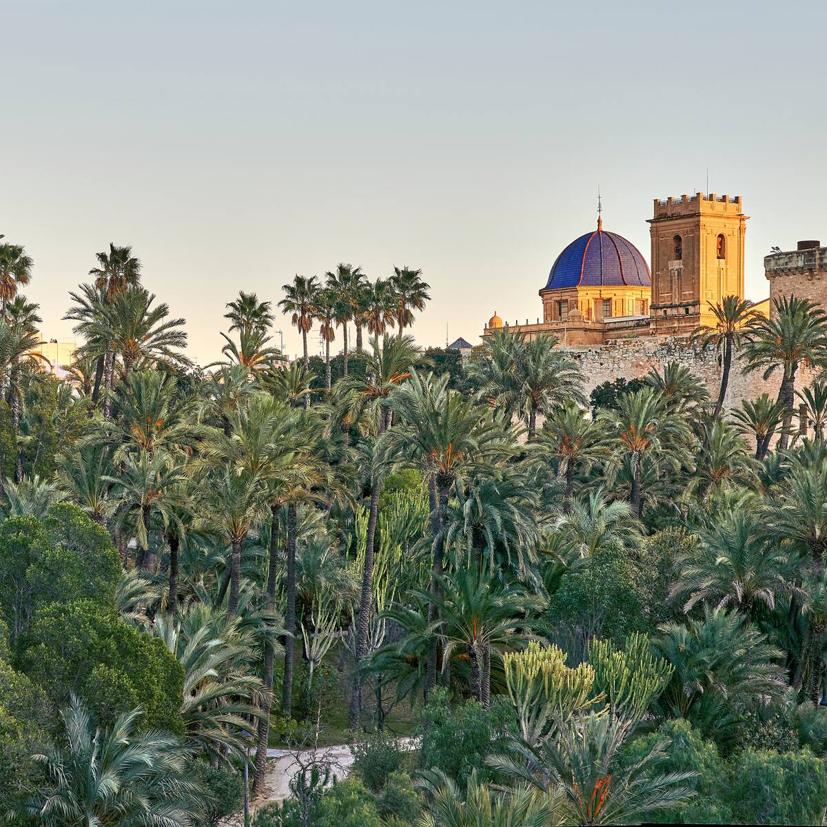 El ayuntamiento de Elche preadjudica la redacción del Plan de Uso y Gestión del Palmeral