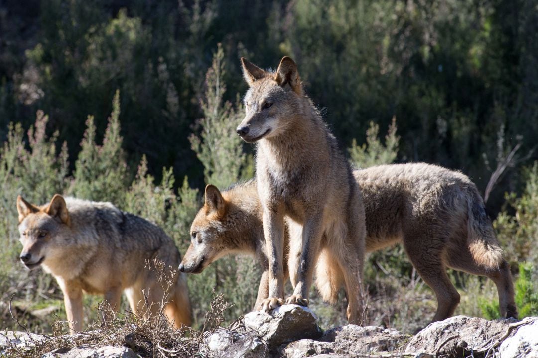 Lobos ibéricos.