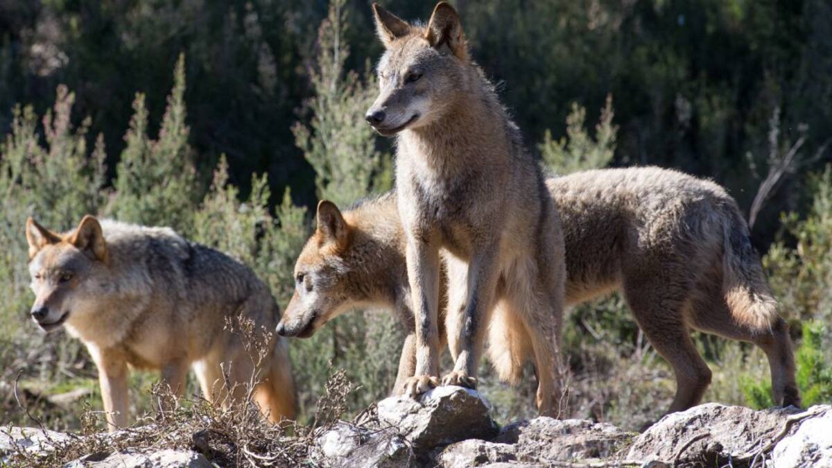 Jesús Domínguez, catedrático de Zoología: "La conservación del lobo no puede recaer sobre los ganaderos"
