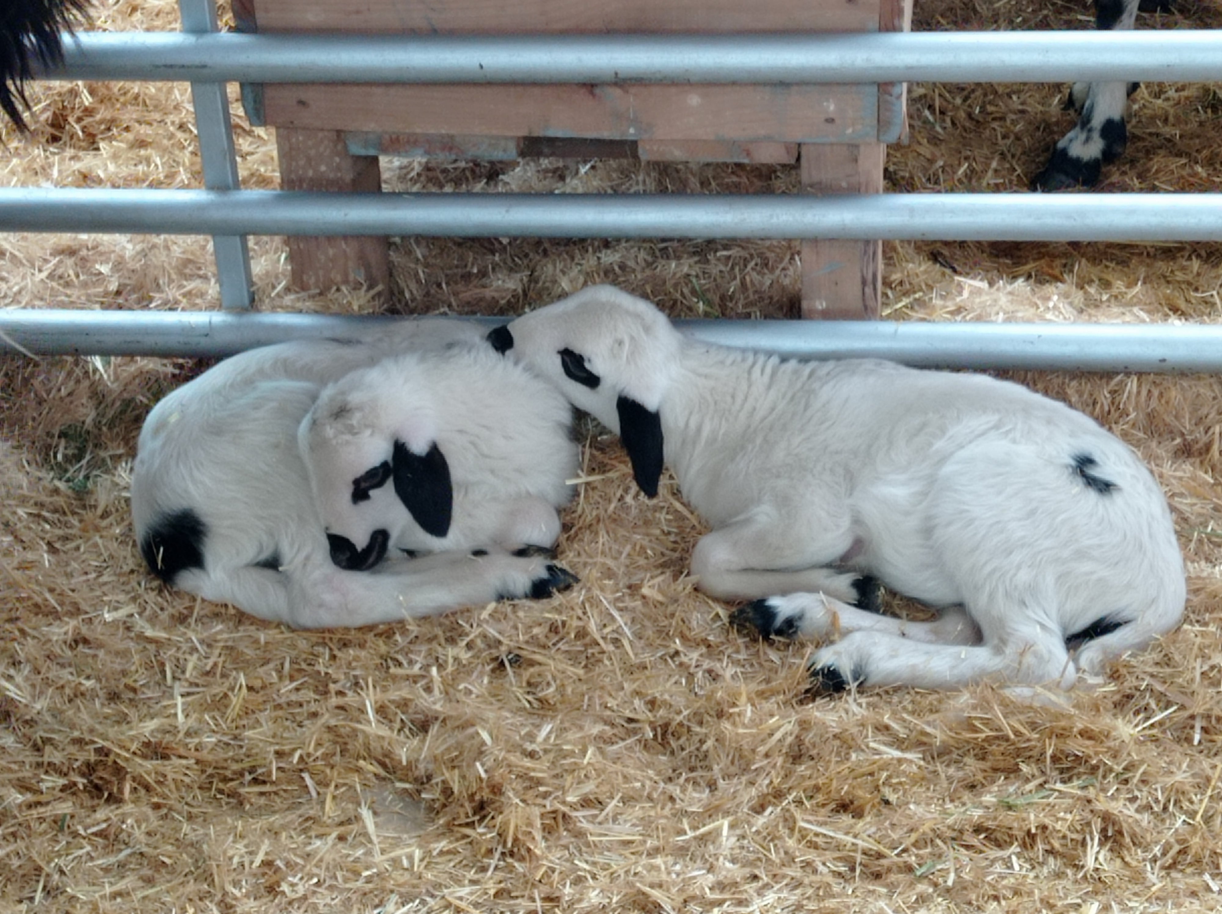 Ejemplares de lechazos de raza churra, ANCHE